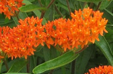 Pleurisyroot Herb