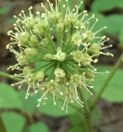 Hyssop Herb