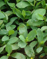 Shepherd's Purse Herb