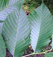 Slippery Elm Herb