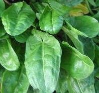 Sorrel Herb