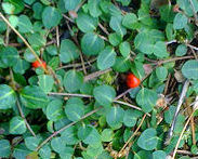 Squaw Vine Herb