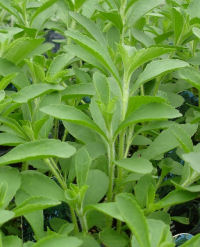 Stevia Herb