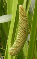 Sweet Flag Herb