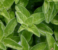 Sweet Marjoram Herb