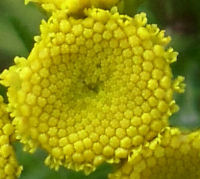 Tansy Herb
