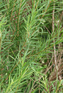 Tea Tree Herb