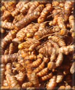 Turmeric Herb