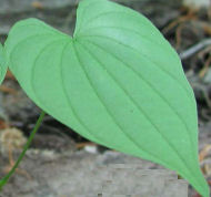 Hyssop Herb