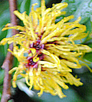 Witch Hazel Herb