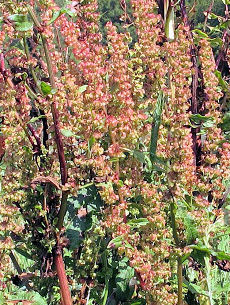 Yellow Dock Herb