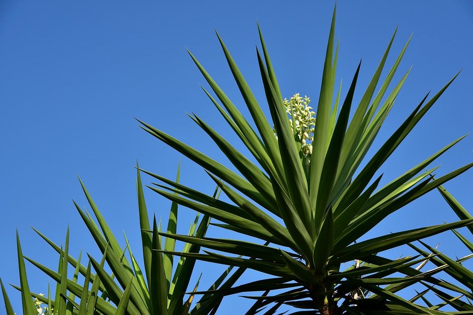 Yucca