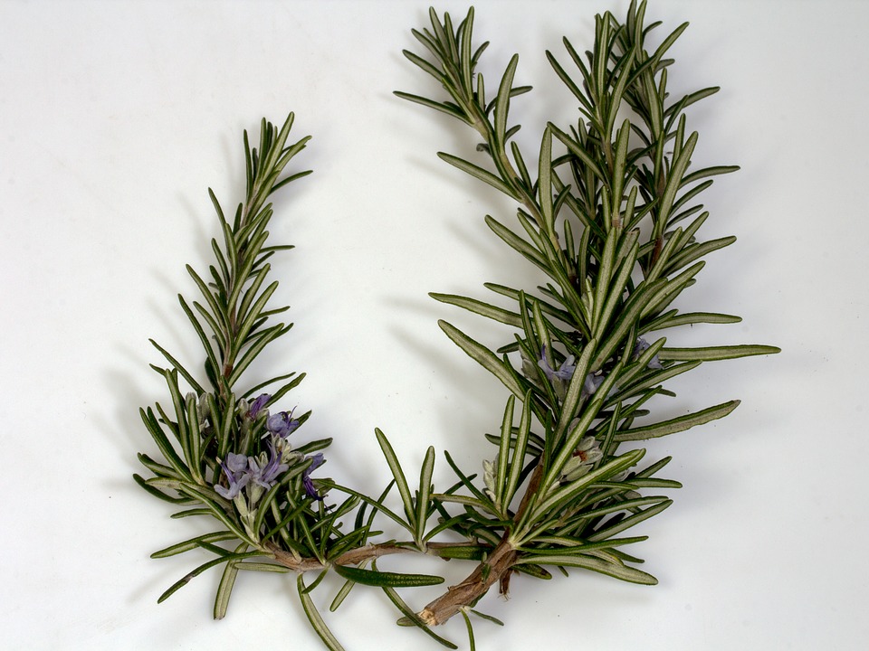 Rosemary Herb